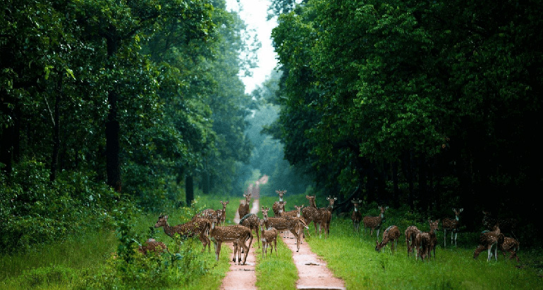 बर्नवापारा वन्यजीव अभयारण्य - Barnawapara Wildlife Sanctuary